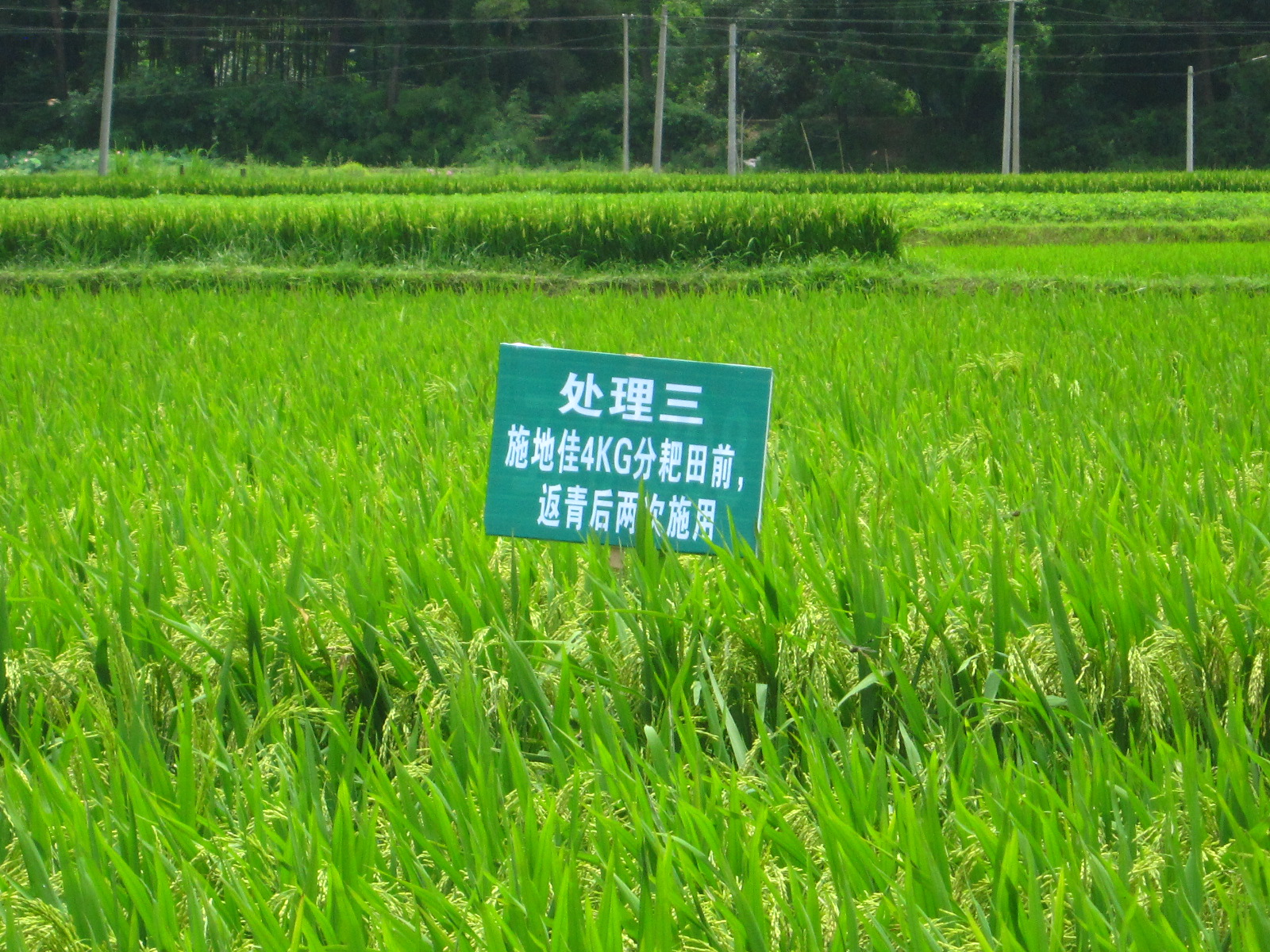  “施地佳”连续两年同田四季水稻地酸化土壤调理示范应用