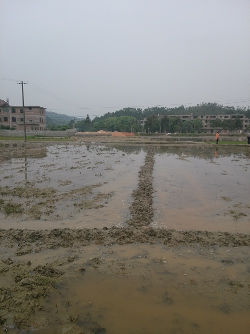  “施地佳”连续两年同田四季水稻地酸化土壤调理示范应用