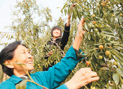 寻找转型农民：粮农如何变成了枣农.jpg