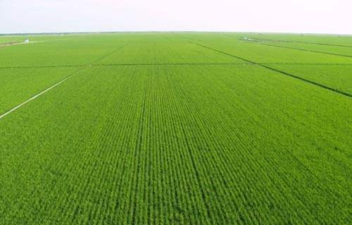 今年全国将调减1000万亩玉米 改种大豆、杂粮等.jpg