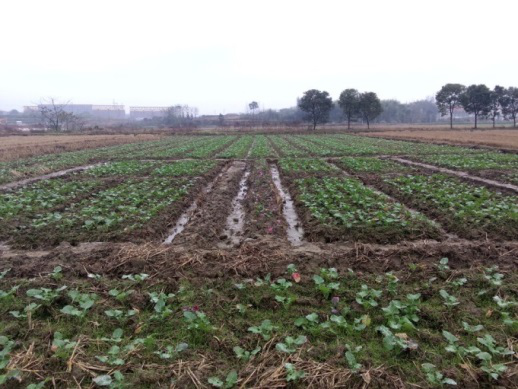  酸化土壤改良领域再传喜讯  施地佳有机酸化土壤调理剂轮作试验取得佳绩