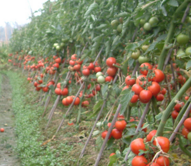 设施番茄科学施肥的意见建议