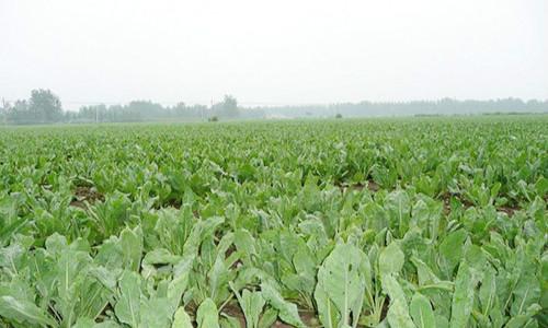牡丹江市订单农业助力种植结构调整.jpg