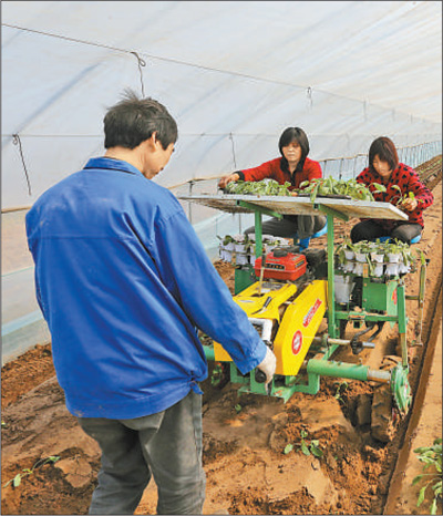 　15日，工人用自走式蔬菜移栽机移栽蔬菜。.jpg