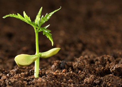 一文GET土壤污染微生物修复技术