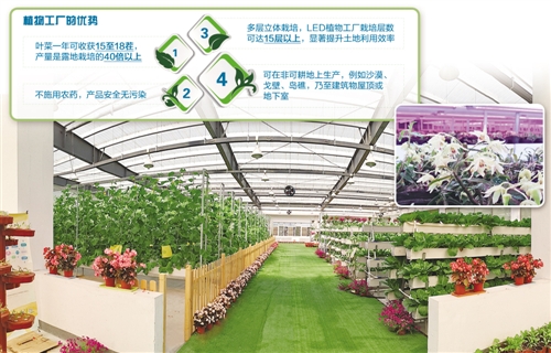 右上图 农众物联的全人工光植物工厂种植的铁皮石斛。.jpg