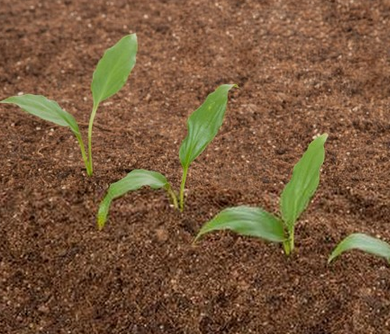 土壤修复市场持续升温 可土壤修复工程该怎么做你了解吗？
