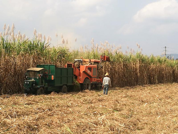 凌鸿的收割机在蔗田里收割甘蔗的情景。.jpg