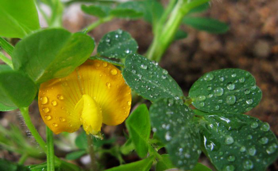 花生取代玉米种植究竟靠谱不？专家称要理性对待