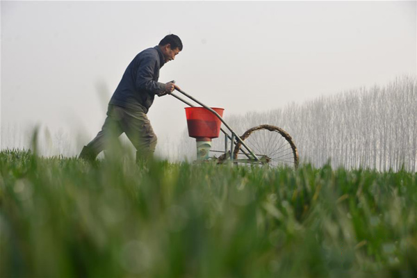 3月19日，山东省聊城市茌平县耿张村的村民在给小麦追肥。.jpg