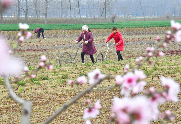 3月19日，安徽亳州市谯城区五马村的村民对中药材白芍进行田间管理。.jpg