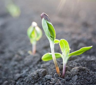 嘉丰公司“定制化肥”改良土壤增加产量