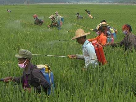 神奇植物：能“吃掉”土壤中100多种农药残留！大家都当个宝！