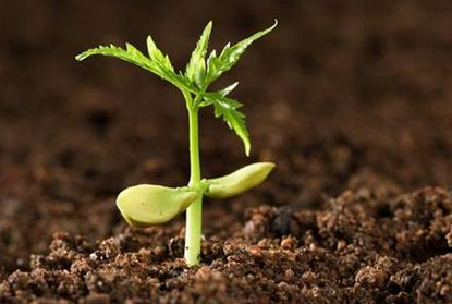 神奇植物：能“吃掉”土壤中100多种农药残留！大家都当个宝！