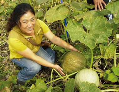 神奇植物：能“吃掉”土壤中100多种农药残留！大家都当个宝！