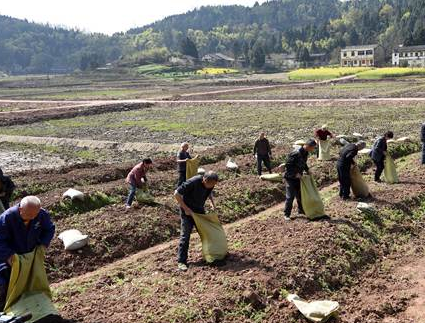 西充县茂源公司引进草炭土改良土壤种植万亩优质柑桔