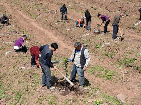 西充县茂源公司引进草炭土改良土壤种植万亩优质柑桔