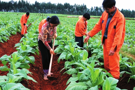 科学种植，改善农民收入，促进农业发展