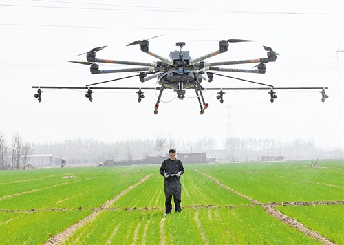 在河间市王马庄村，创业农作物种植合作社的工作人员操作植保无人机对小麦进行喷药作业。.jpg