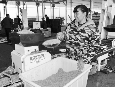员工用机械为早稻种谷清除杂质。.jpg