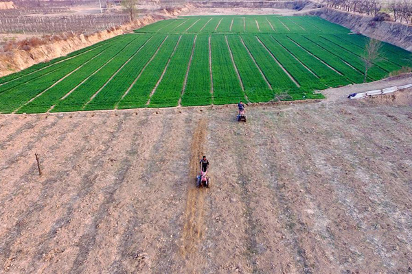 4月4日，河北省巨鹿县菜园村农民在翻耕土地。.jpg