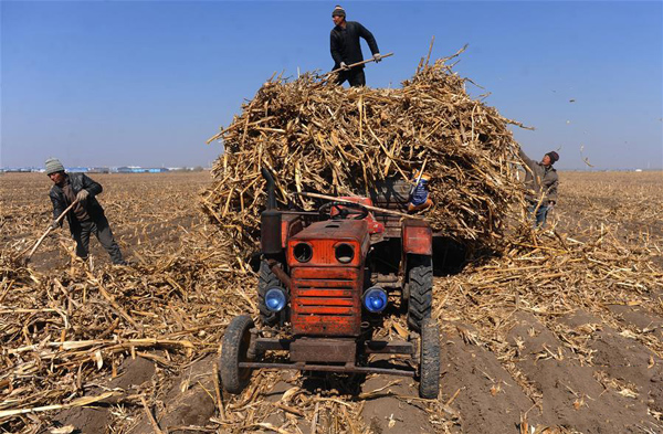 吉林省农安县万顺镇丰收村农民在回收玉米秸秆。.jpg