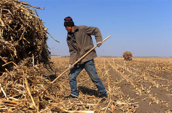 吉林省农安县万顺镇农民在田间清理回收玉米秸秆。2.jpg