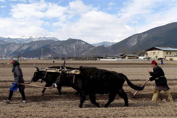 云南省迪庆藏族自治州香格里拉市建塘镇解放村的藏族农民在牵牛犁地。.jpg