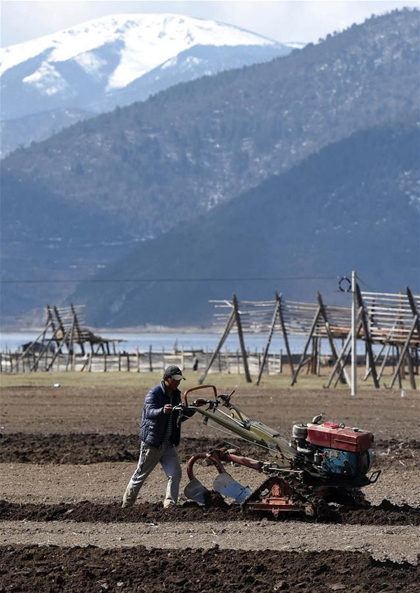 云南省迪庆藏族自治州香格里拉市建塘镇解放村的藏族农民在犁地。.jpg