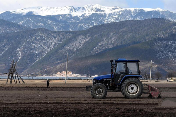 云南省迪庆藏族自治州香格里拉市建塘镇解放村的藏族农民在田间劳作。2.jpg
