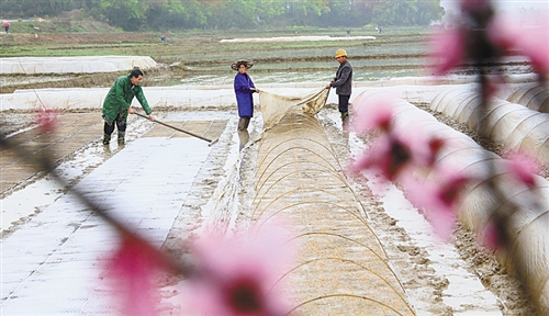 3月24日，江西省永丰县潭城乡白水门水库灌区，农民在忙着播种水稻。.jpg