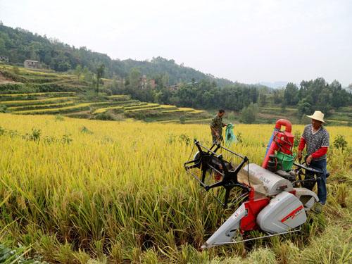 今年重庆将发展450万亩优质稻 力争水稻优质率提高到45%.jpg