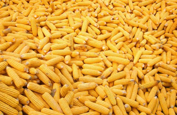 东北地区新产玉米累计收购9026万吨.jpg