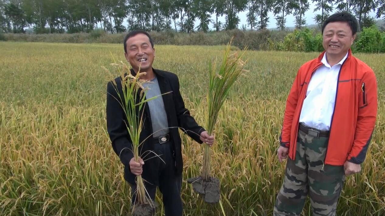 水稻用缓控生态肥：根粗杆硬、叶厚穗多！