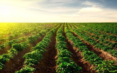 化肥行业跌声一片 有机肥产业却迎来春天！