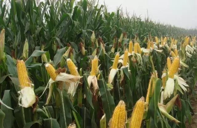 玉米行业“痛并快乐着” 见招拆招的种植户们能赢吗？