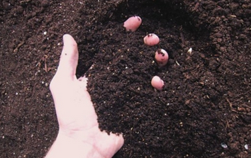 化肥农药对土壤的危害不敢直视！