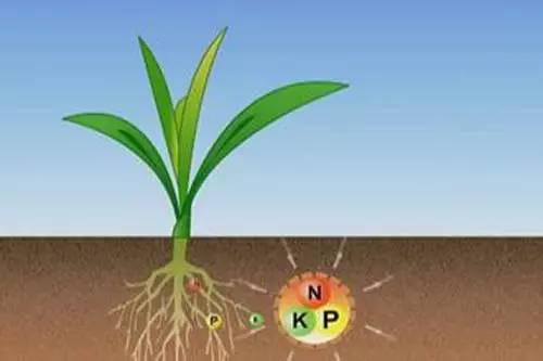 新型肥料真的要反客为主？专家：还需要一定时间