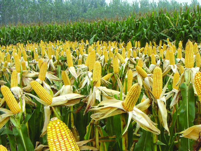 玉米增产竟然还可以这样干！2017年玉米又要大丰收