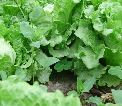生菜种植气候土壤条件