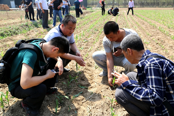 2017年玉米割苗增产现场观摩会在河北廊坊举行