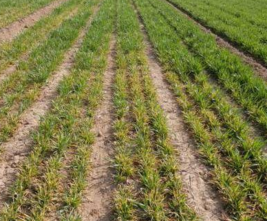 小麦土壤硬的弄不动是怎么了？是施肥不当？还是管理不合理？