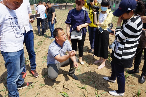 玉米增产新方法  近百名来宾现场观摩玉米割苗