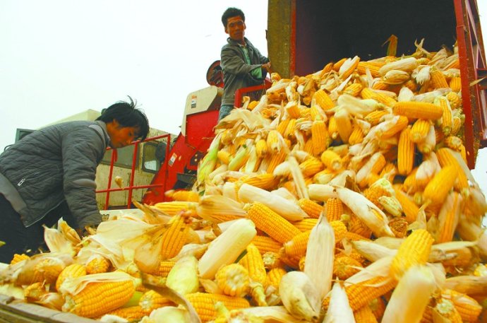 国内玉米行情整体稳定，价格走势日趋明朗