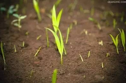 作物多年不见长，土壤到底存在什么问题？