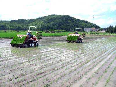 浙江早稻机械化栽植面积首破70万亩同比增长9.5%.jpg