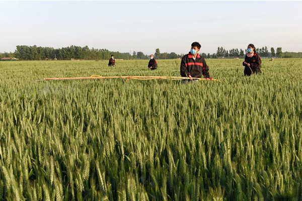 5月7日，河北省临西县富强农业合作社的农民在麦田里喷洒农药预防虫害。2.jpg
