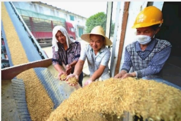 国家粮食局：夏粮收购面临仓储压力.jpg