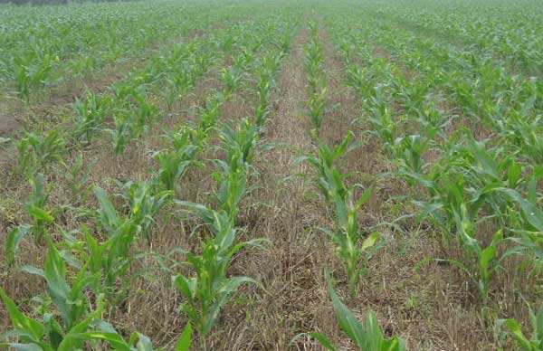 东北地区玉米种植结构调整防范除草剂药害风险技术指导意见.jpg