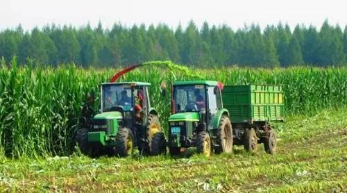 国家大放粮仓扩大玉米内需，玉米种植成农业热潮
